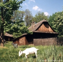 venkov_250